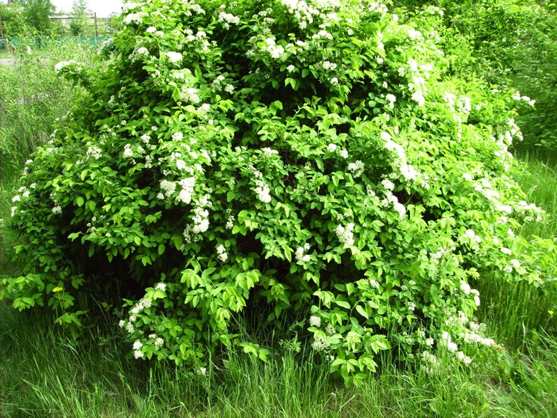 Изображение особи Spiraea ussuriensis.