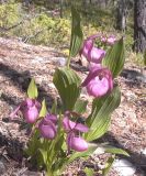 Cypripedium macranthos