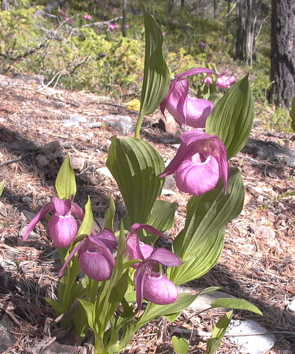 Image of Cypripedium macranthos specimen.