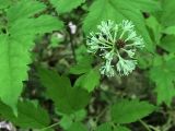 Actaea erythrocarpa