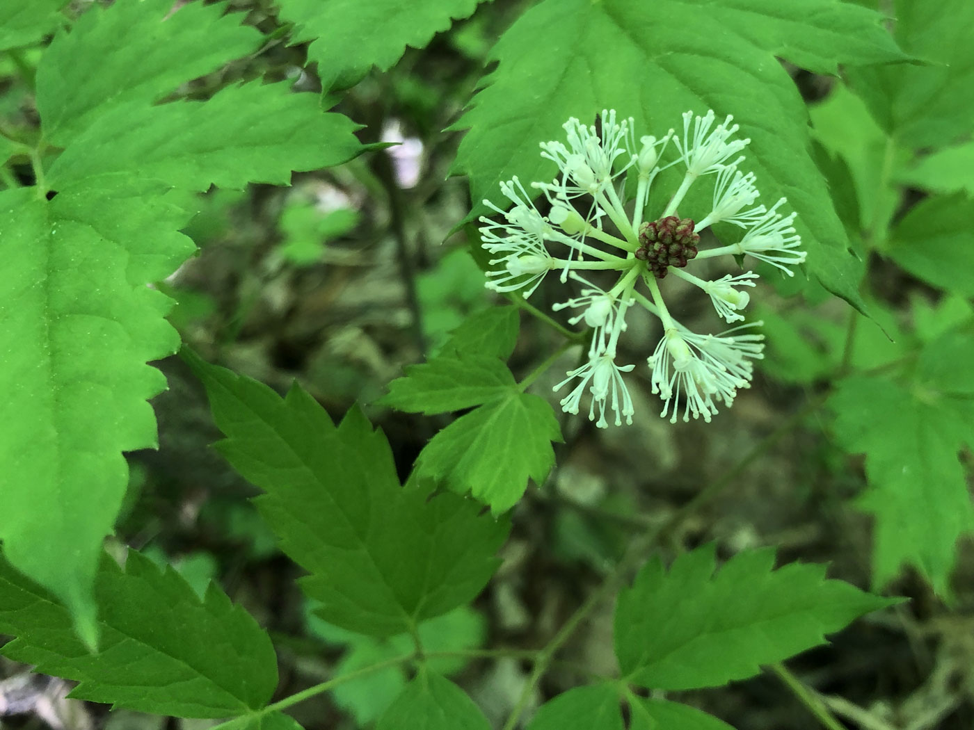 Изображение особи Actaea erythrocarpa.