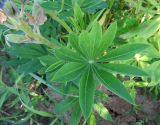 Lupinus polyphyllus. Лист. Московская обл., ГО Подольск, мкр-н Климовск, луг. 30.06.2022.