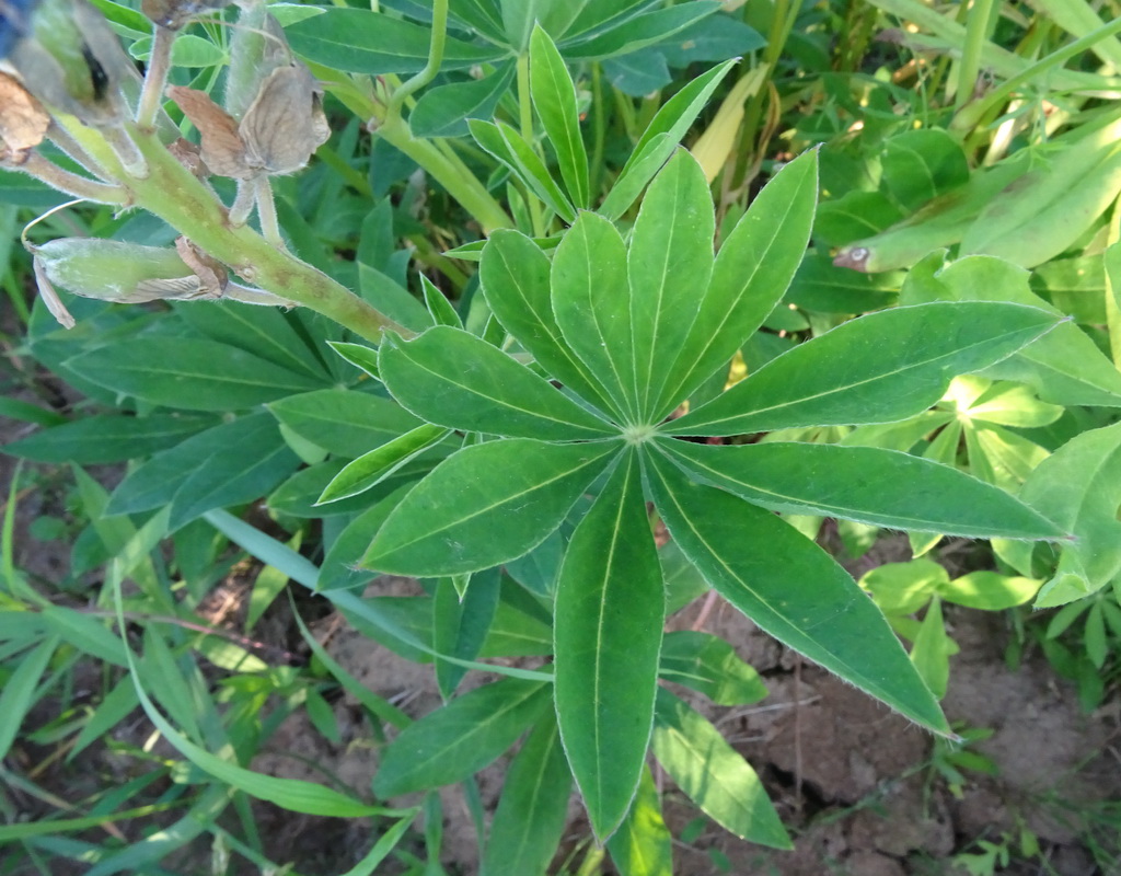 Изображение особи Lupinus polyphyllus.