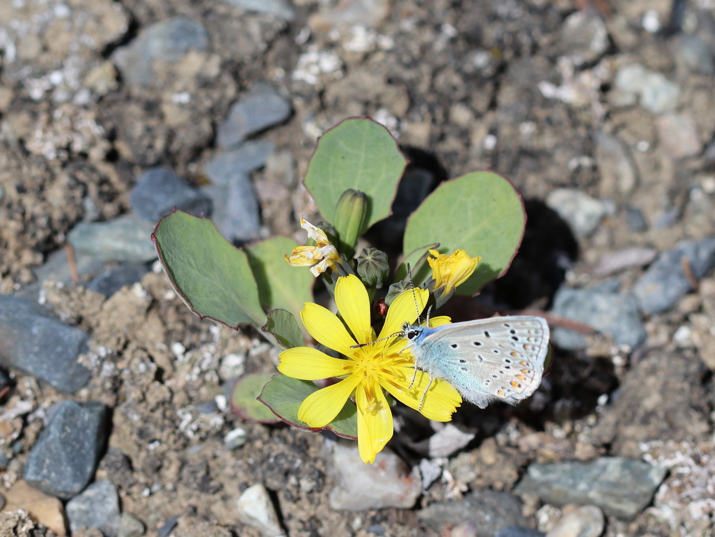 Image of Crepis nana specimen.