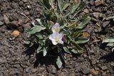 Convolvulus lineatus