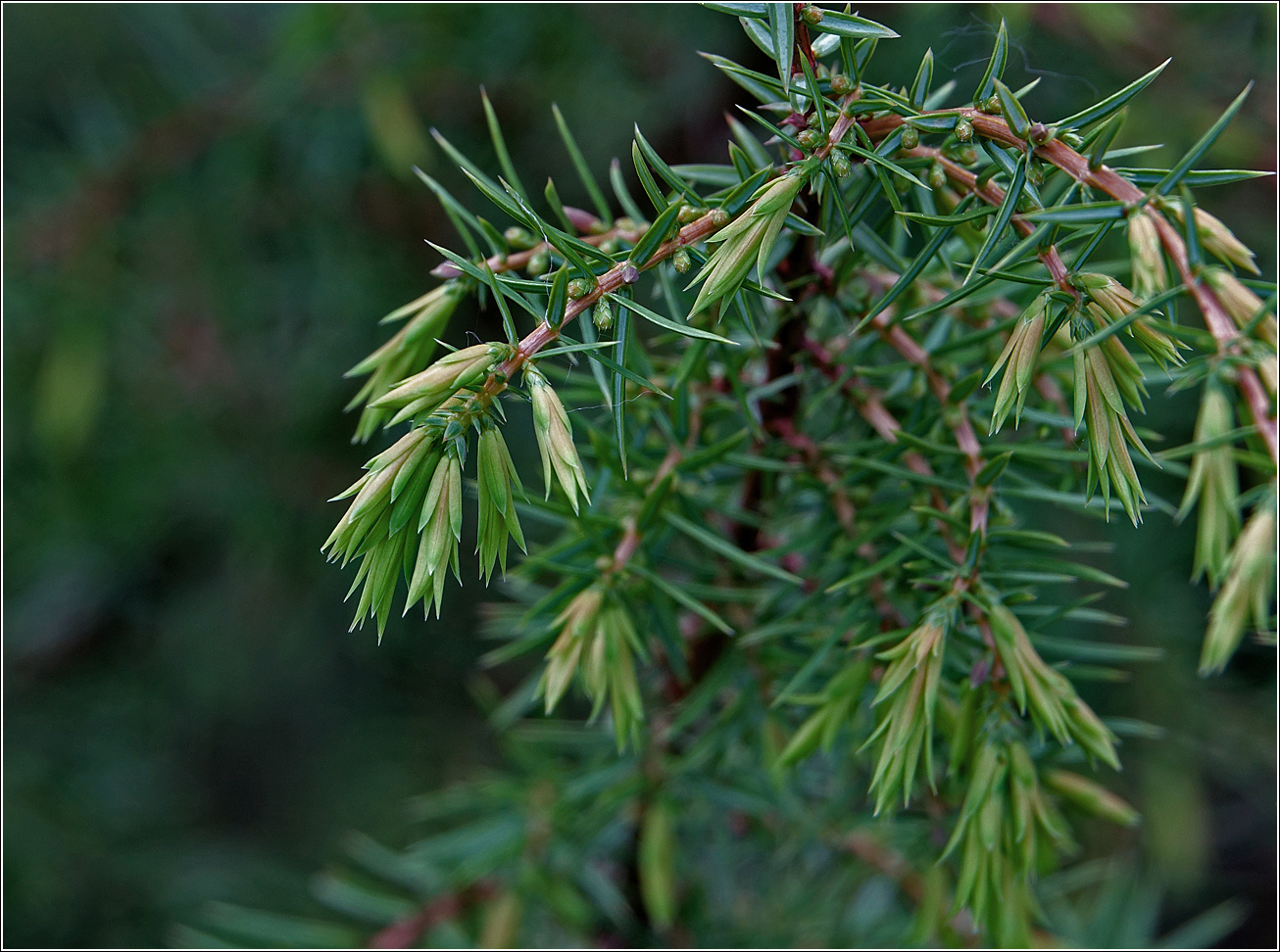 Изображение особи Juniperus communis.