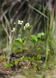 Fragaria vesca. Цветущее растение. Ленинградская обл., Кингисеппский р-н, Кургальский п-ов, берег оз. Белое, поляна в сосновом лесу. 29.05.2021.