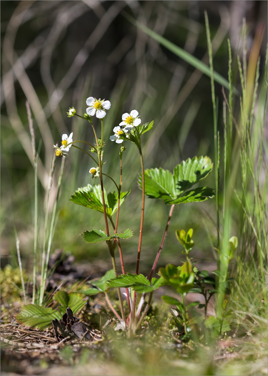 Image of Fragaria vesca specimen.
