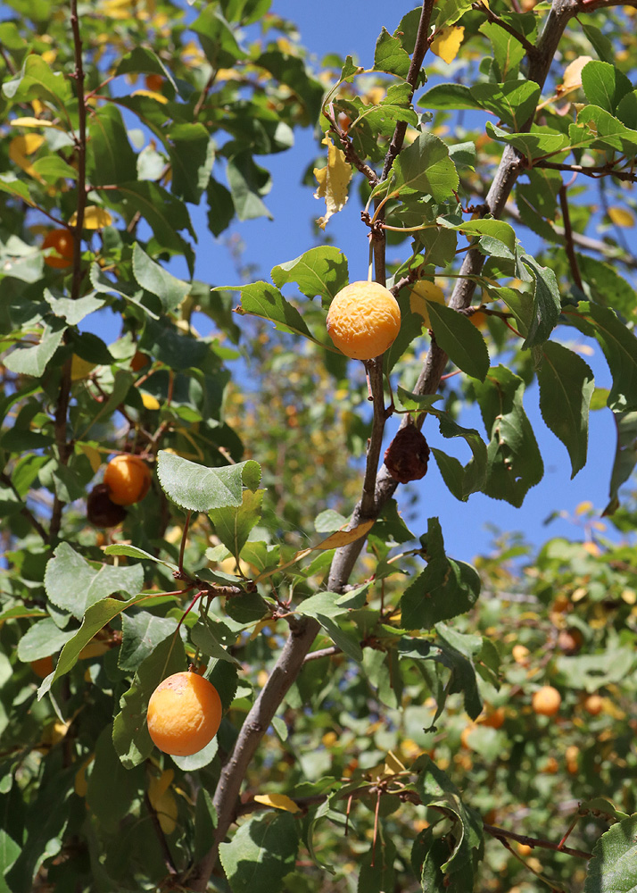 Изображение особи Prunus sogdiana.