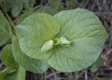 Viola mirabilis. Верхушка плодоносящего растения. Пермский край, Кунгурский р-н, правый берег р. Сылва, ур. Камень Ермак, берёзово-сосновый лес, опушка. 04.06.2022.