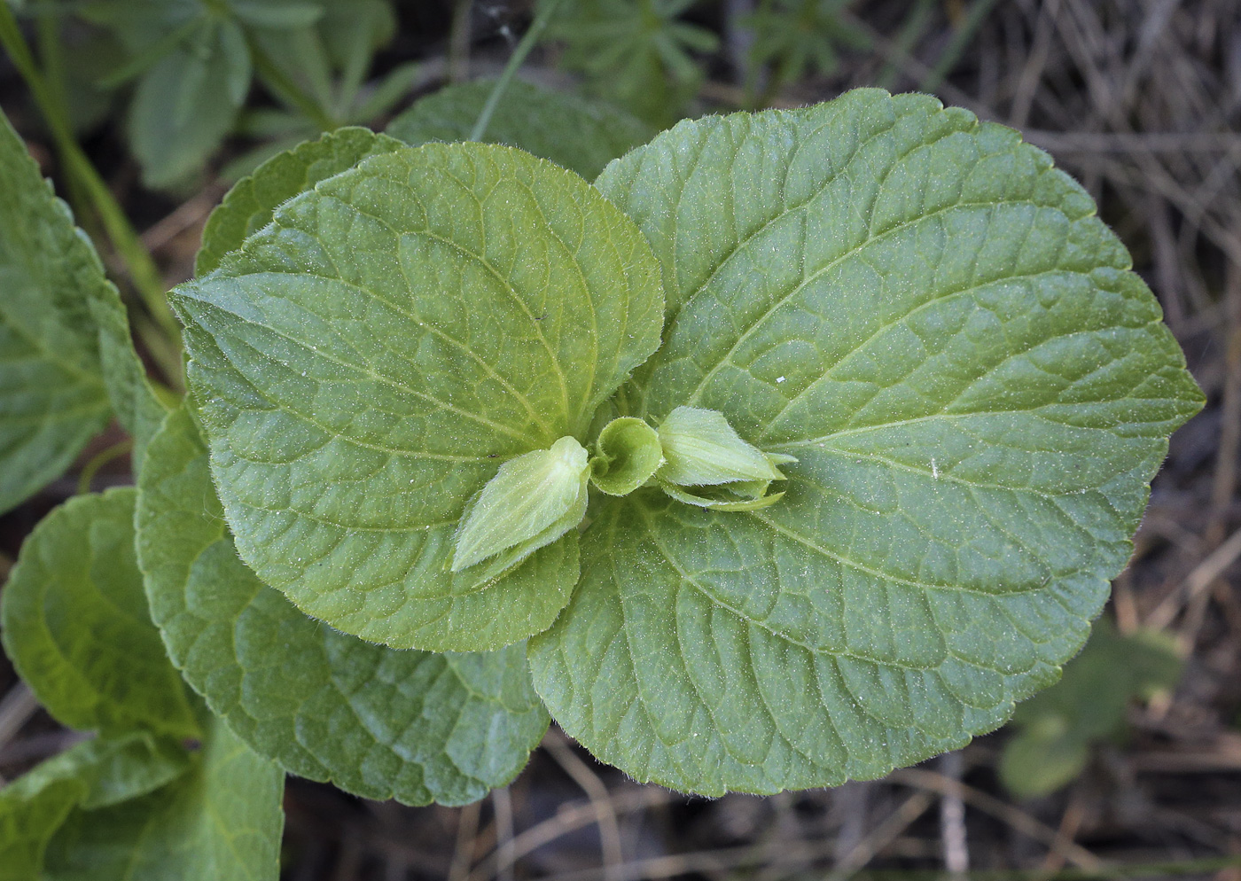 Изображение особи Viola mirabilis.