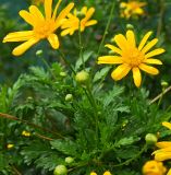 Asteraceae