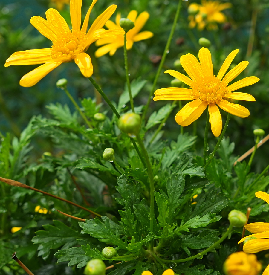 Изображение особи семейство Asteraceae.