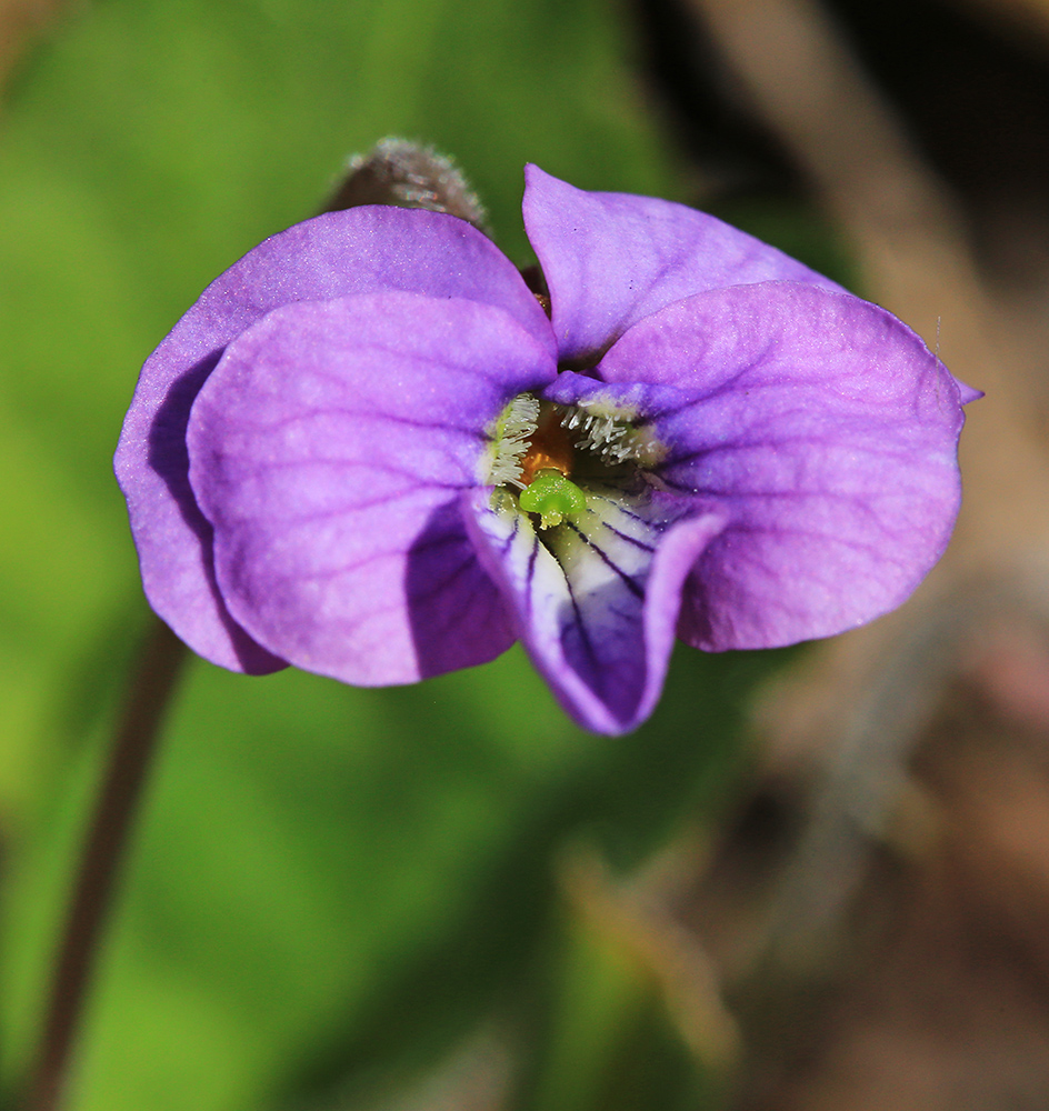 Image of Viola phalacrocarpa specimen.