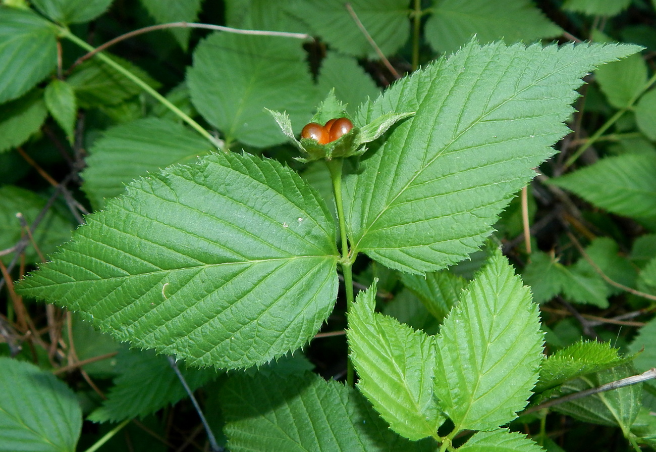 Image of Rhodotypos scandens specimen.