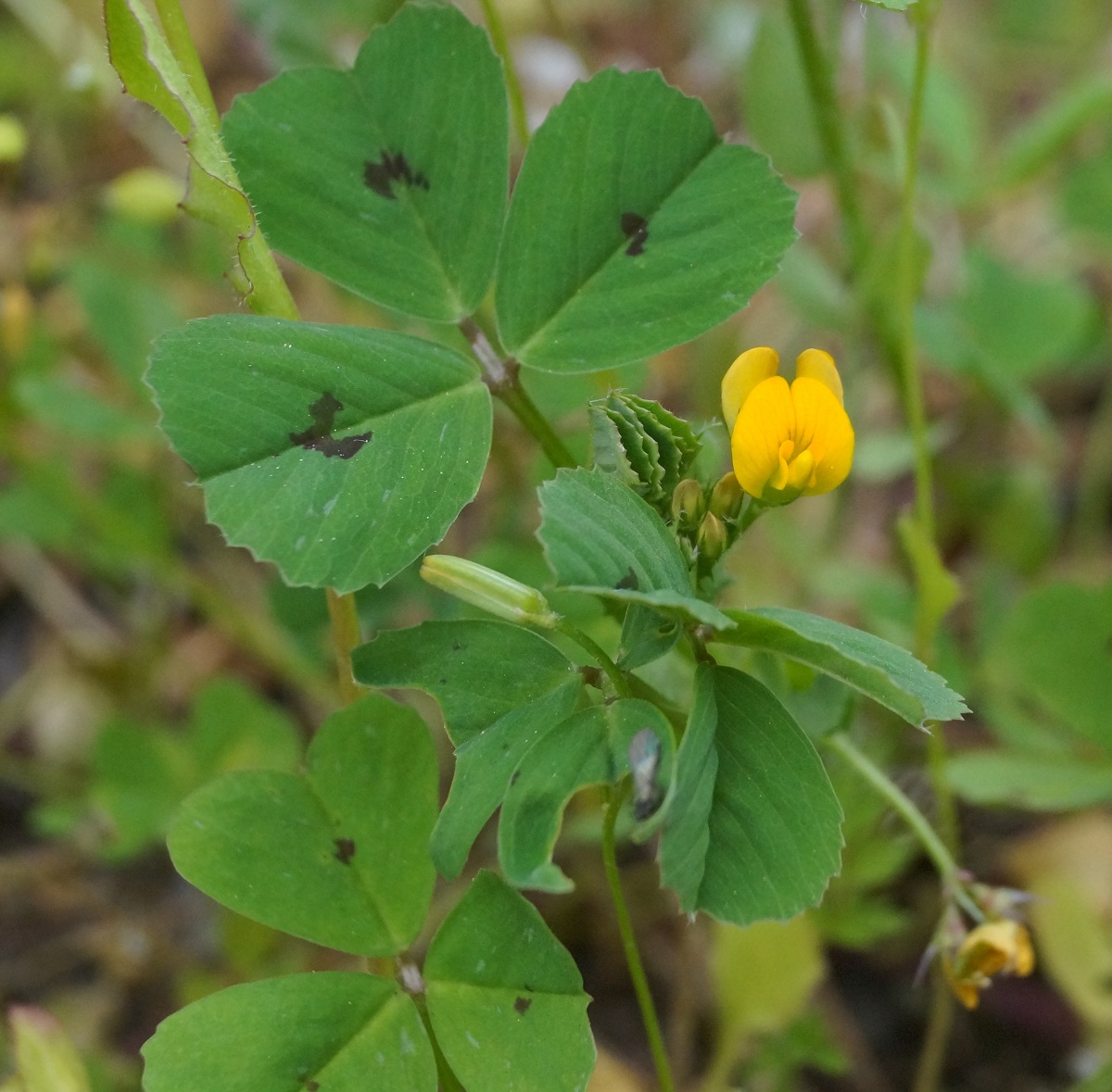 Изображение особи Medicago arabica.