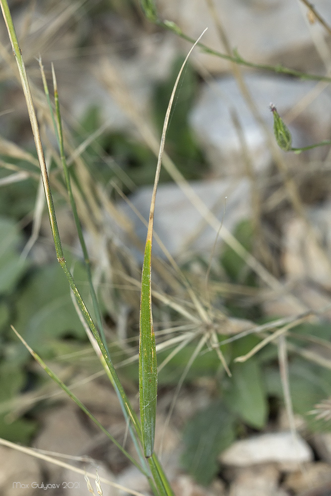 Изображение особи Agropyron pectinatum.