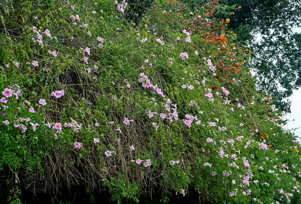 Image of Podranea ricasoliana specimen.