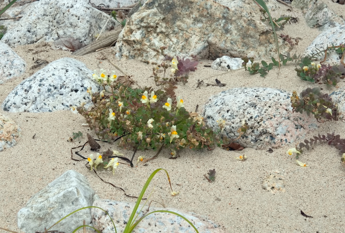 Изображение особи Linaria japonica.