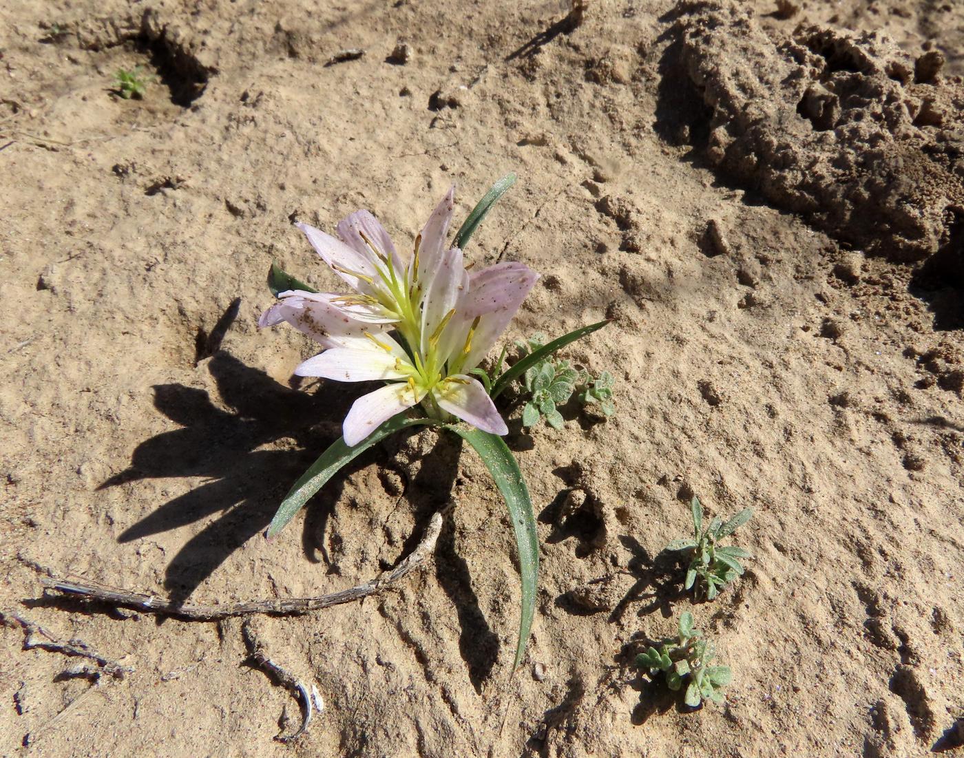 Image of Merendera robusta specimen.