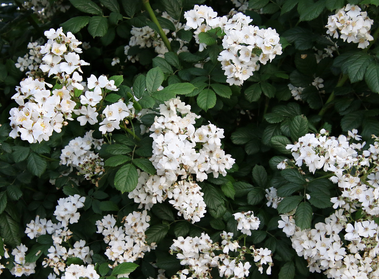 Image of Rosa multiflora specimen.