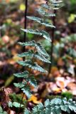 Dryopteris cristata. Часть вайи. Санкт-Петербург, Приморский р-н, Юнтоловский заказник, заболоченный лес. 04.10.2022.