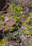 Euphorbia glomerulans