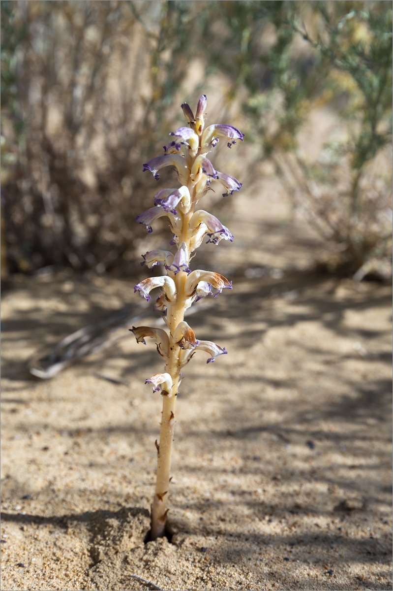 Изображение особи Orobanche cumana.