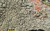 Lecanora argopholis