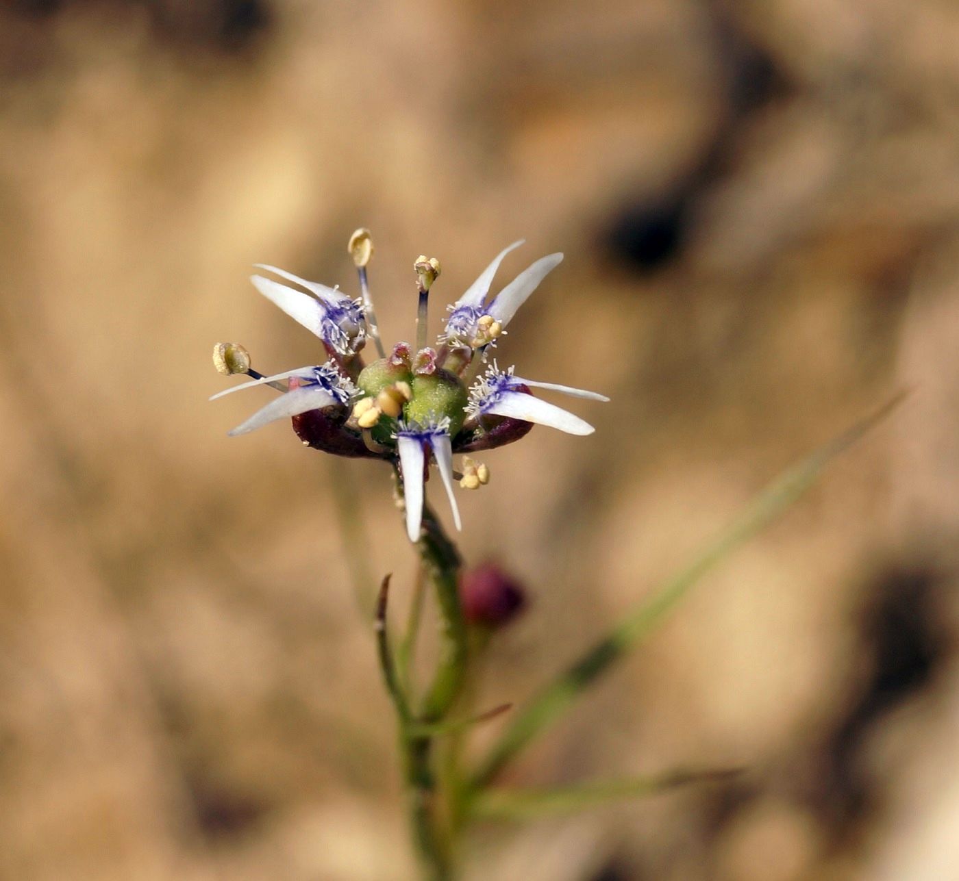 Image of Garidella nigellastrum specimen.