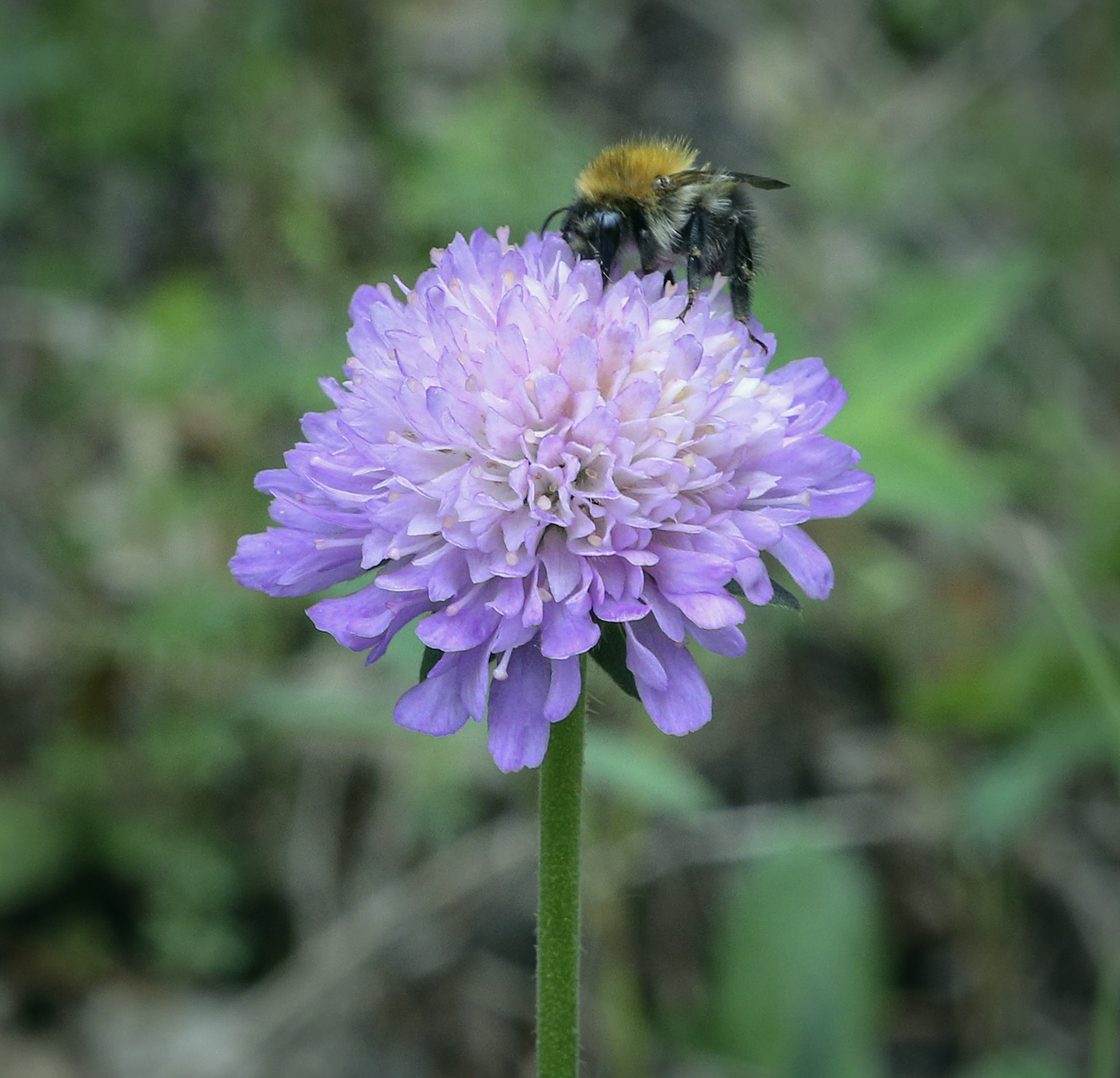 Изображение особи Knautia arvensis.