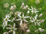 Allium decipiens. Соцветие. Украина, г. Донецк, окр. пос. Ларино, правый берег р. Кальмиус, петрофитная степь. 30.05.2010.