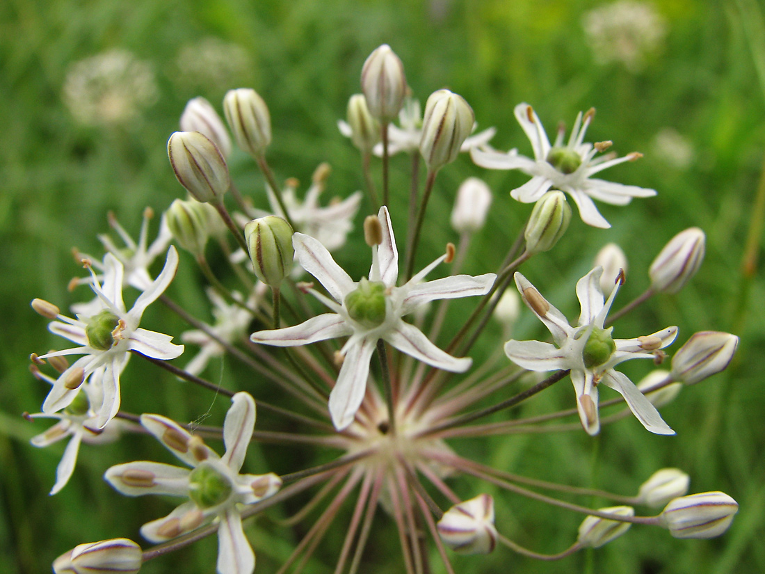 Изображение особи Allium decipiens.