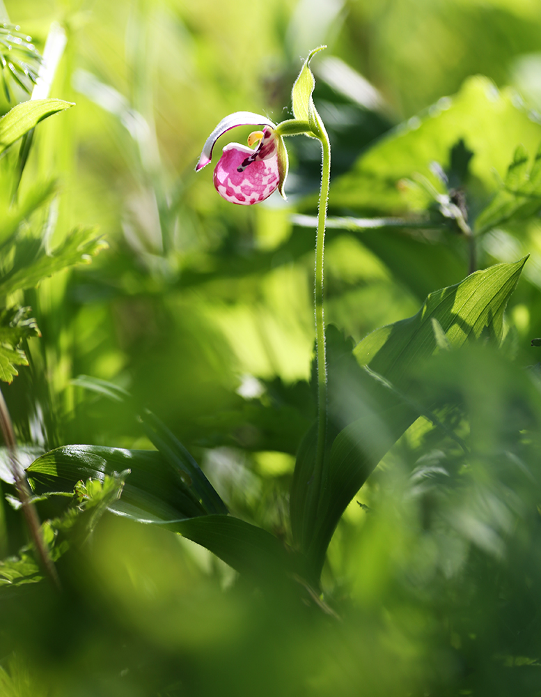 Image of Cypripedium guttatum specimen.