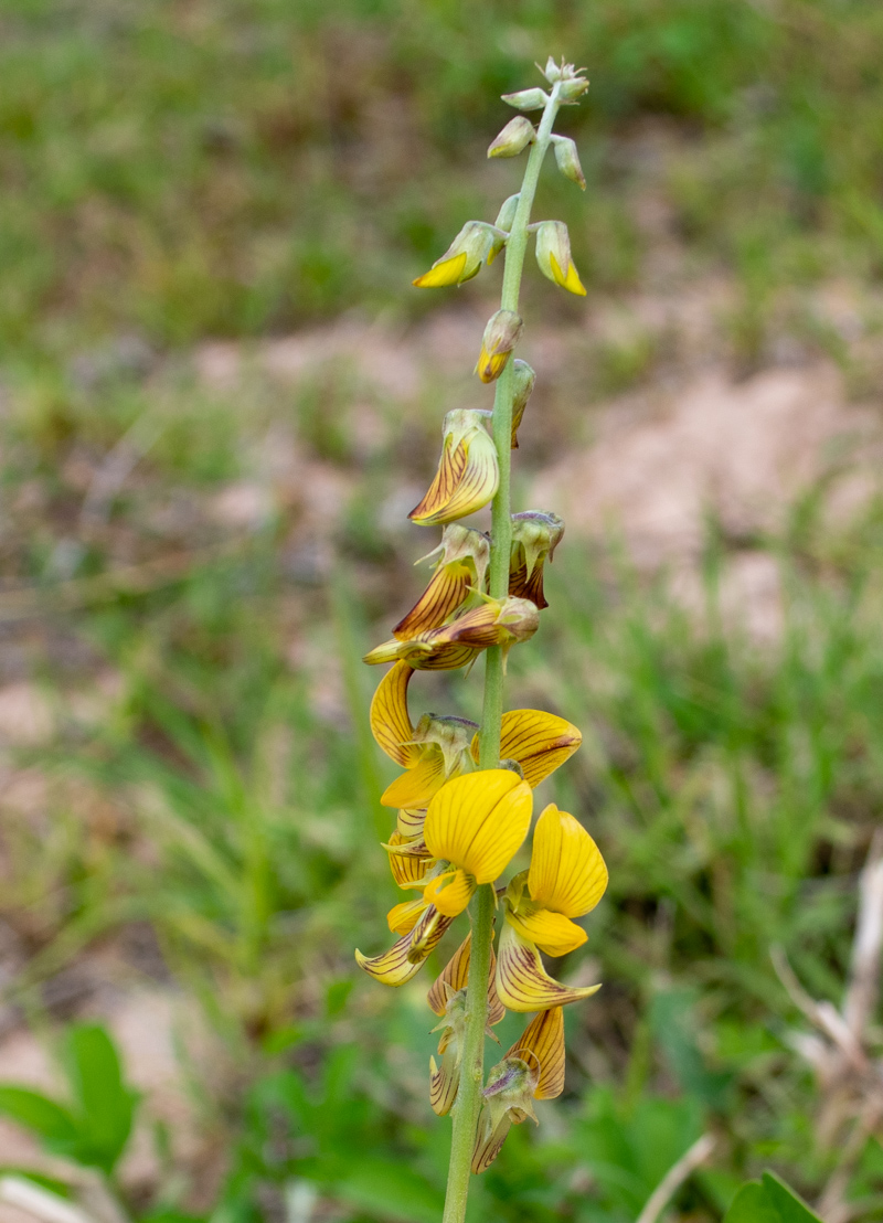 Image of Crotalaria pallida specimen.