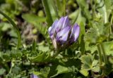 Astragalus oreades