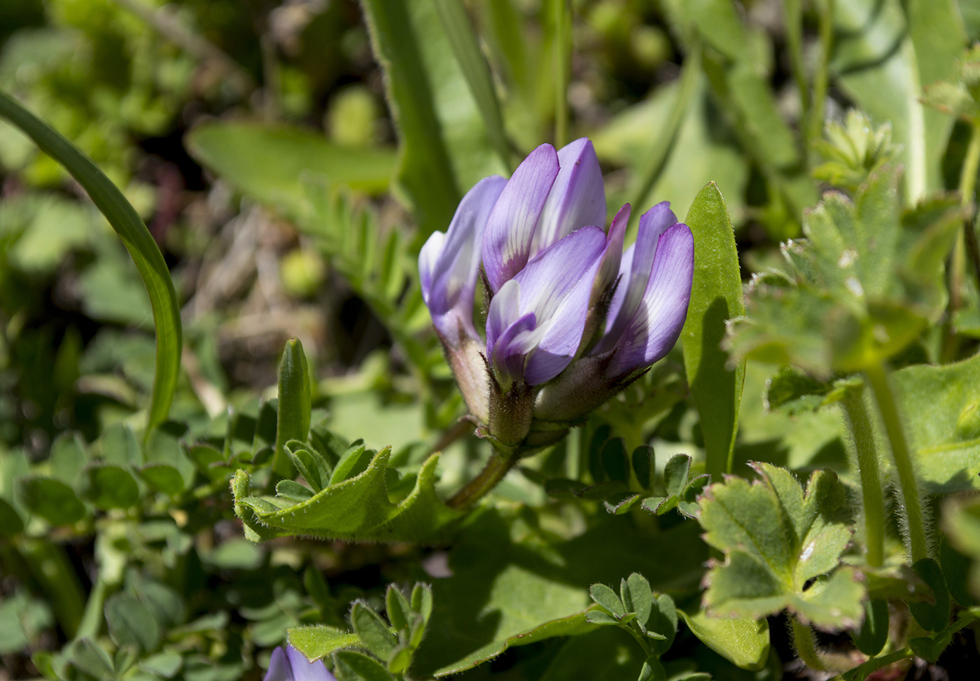Изображение особи Astragalus oreades.
