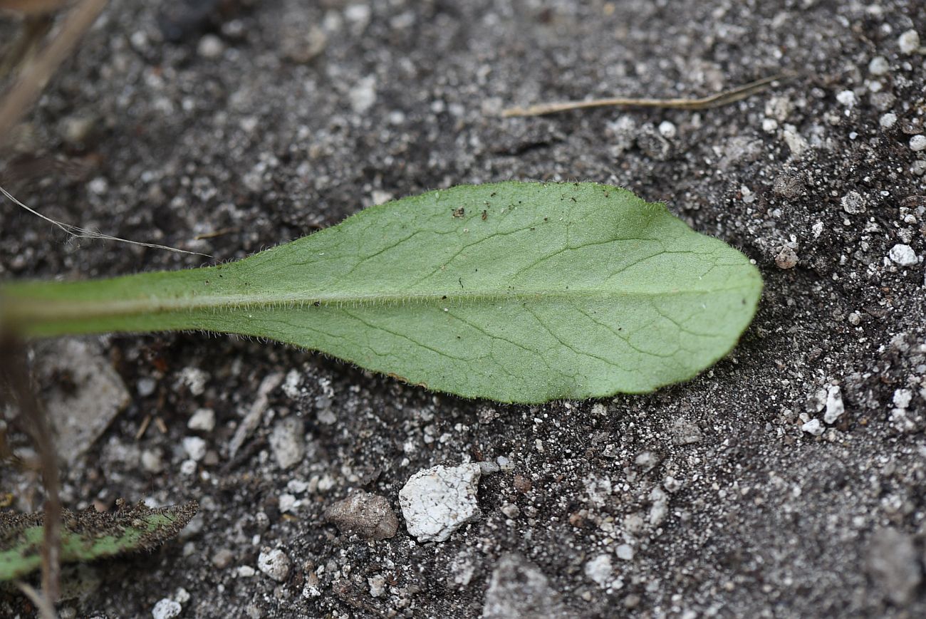 Image of Campanula sibirica specimen.