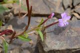 Epilobium anagallidifolium. Побег с цветком, бутоном и плодами. Краснодарский край, Адлерский р-н, хр. Аибга, 2390 м н.у.м., обочина горнолыжной трассы. 29.07.2023.