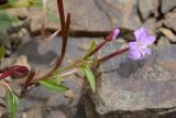 Epilobium anagallidifolium