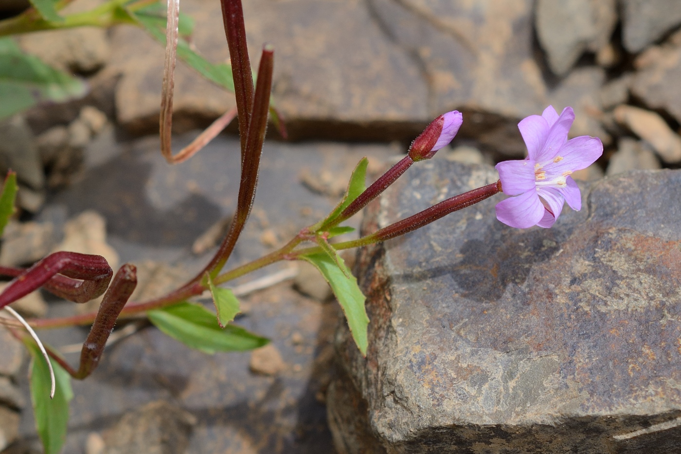 Image of Epilobium anagallidifolium specimen.