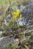 Naumburgia thyrsiflora