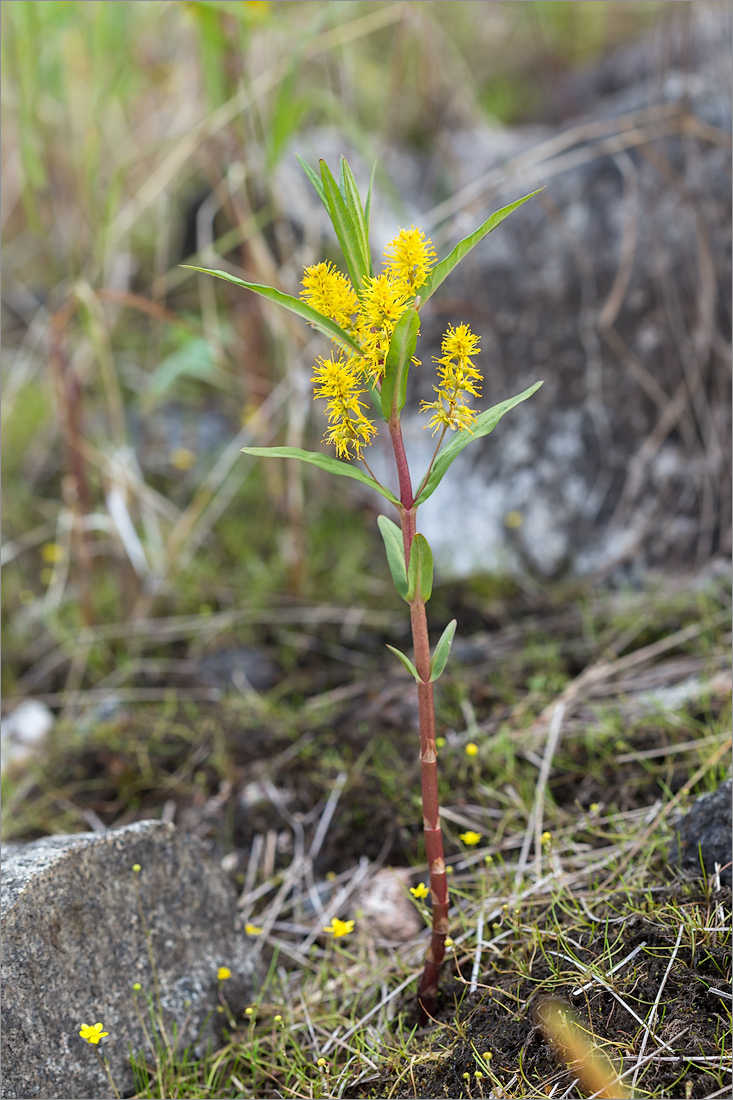 Изображение особи Naumburgia thyrsiflora.