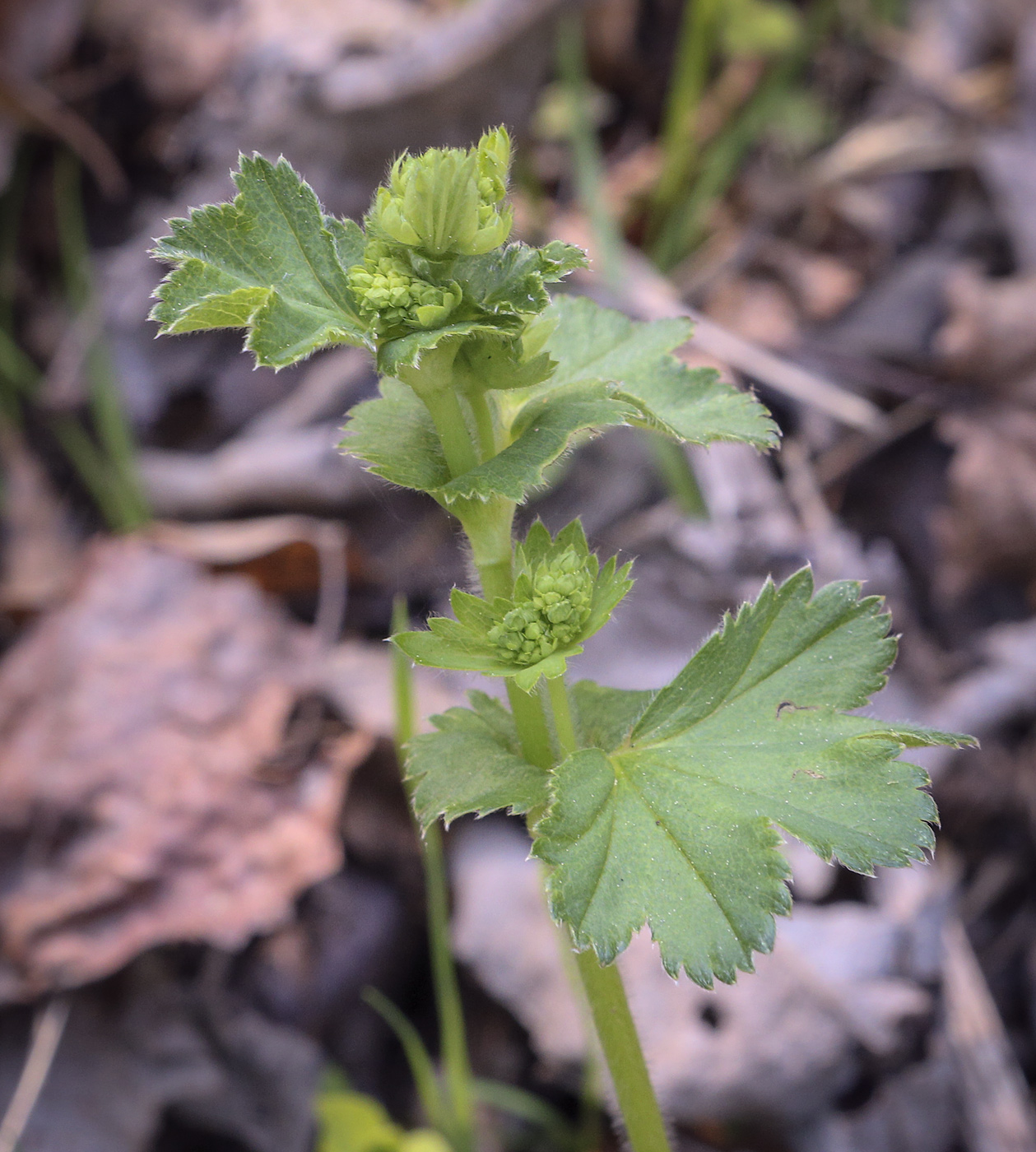 Изображение особи род Alchemilla.
