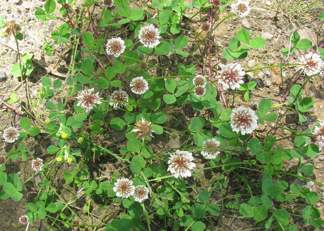 Изображение особи Trifolium repens.