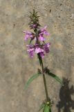 Stachys palustris