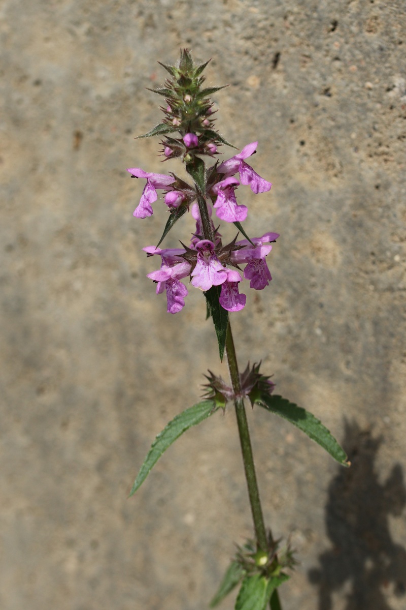 Изображение особи Stachys palustris.