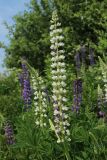 Lupinus polyphyllus