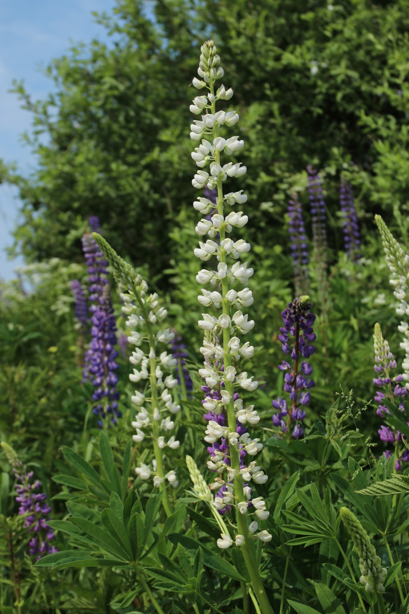 Изображение особи Lupinus polyphyllus.