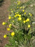 Ranunculus dissectus. Цветущие растения. Крым, горный массив Чатырдаг, верхнее плато. 23.05.2009.